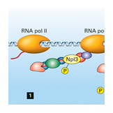RNA pol II