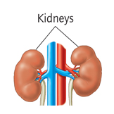 kidneys bladder