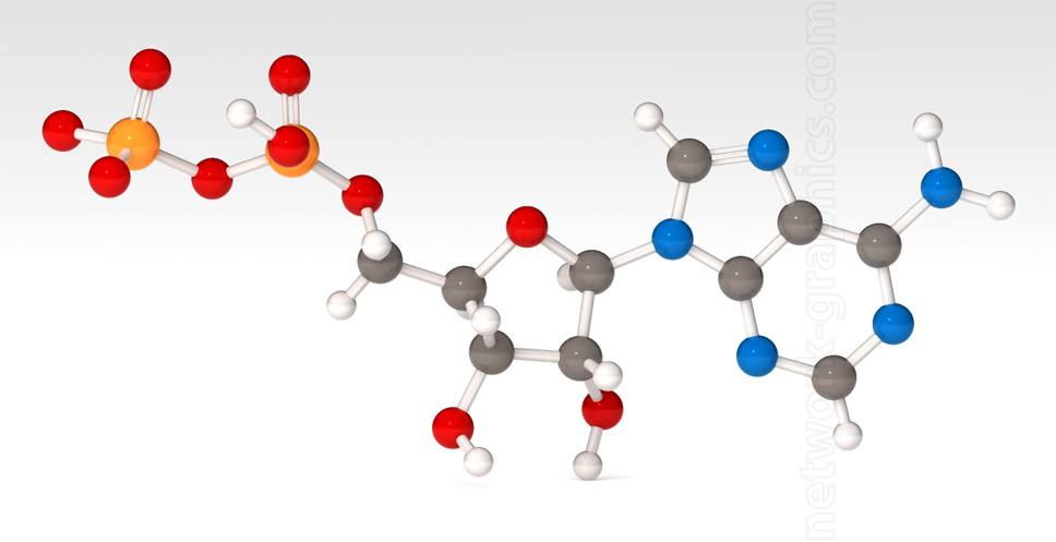 Molecular model of Adenosine Diphosphate (ADP) showing phosphate groups, ribose sugar, and adenine base in ball-and-stick representation.