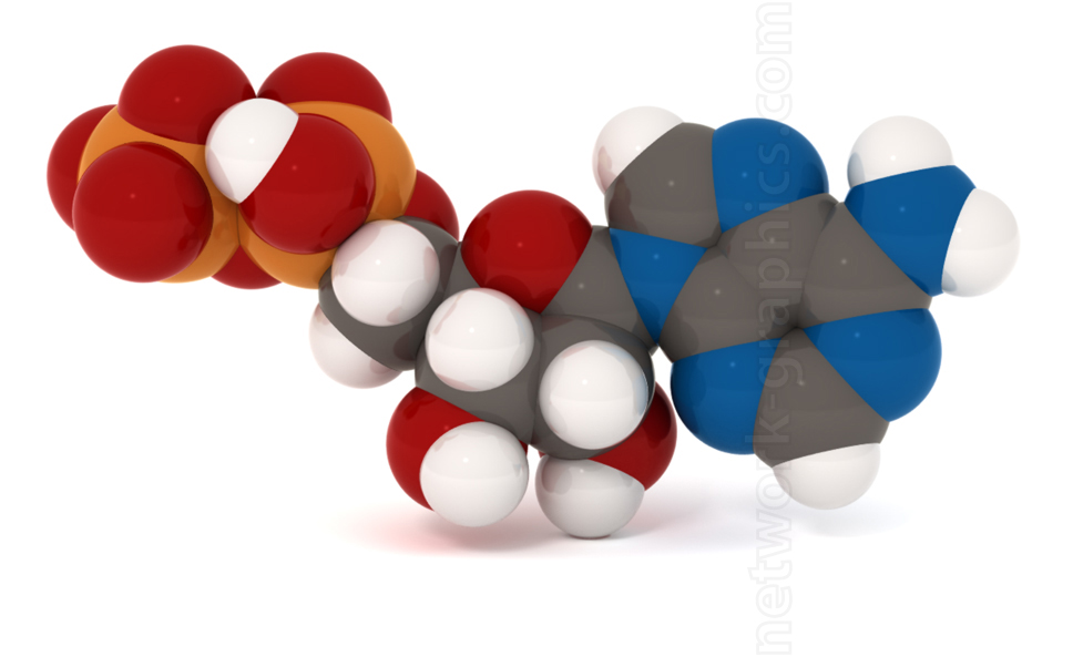 Space-filling model of Adenosine Diphosphate (ADP), showing the molecular structure of phosphate groups, ribose sugar, and adenine base.