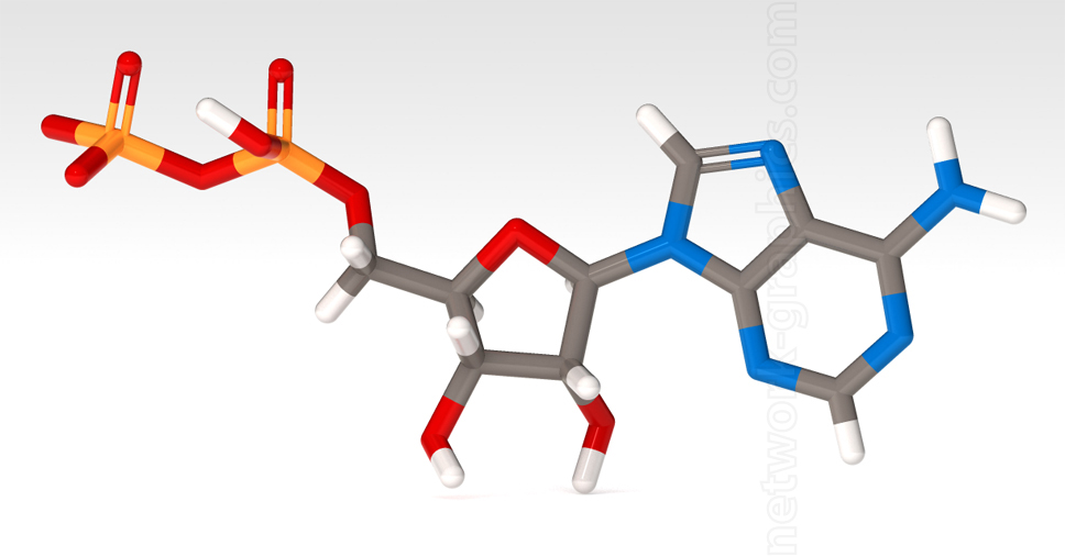 Tube model of Adenosine Diphosphate (ADP), showing phosphate groups, ribose sugar, and adenine base for educational purposes.