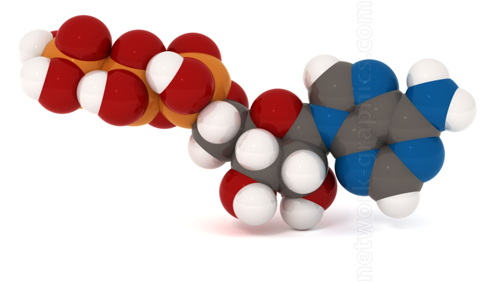 Space-filling model of an ATP molecule, showing phosphate groups in red and orange, carbon and nitrogen atoms in grey, and oxygen atoms in white, depicting the structure and energy transfer role of ATP.