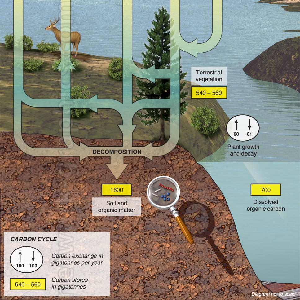 Diagram showing the terrestrial carbon cycle with arrows indicating carbon exchange between soil, organic matter, terrestrial vegetation, and dissolved organic carbon in water. Includes labeled carbon storage values and decomposition process.