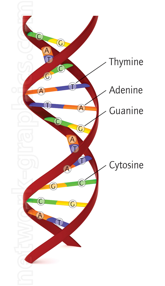 Illustration of DNA double helix showing base pairing of nucleotides: Adenine (A) with Thymine (T), and Guanine (G) with Cytosine (C), representing the structure of genetic material.