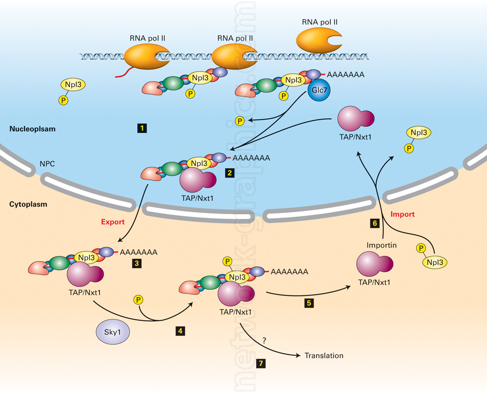 Illustration of RNA processing and mRNA export showing RNA polymerase II transcribing mRNA, interactions with Npl3, TAP/Nxt1, and Sky1 proteins, and the movement of mRNA through the nuclear pore complex for translation.