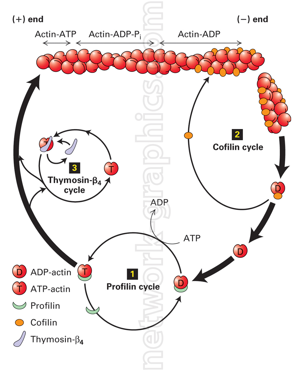 Illustration of actin filament dynamics showing actin-ATP and actin-ADP cycling, with profilin, cofilin, and thymosin-β₄ regulating polymerization and depolymerization at the filament ends.