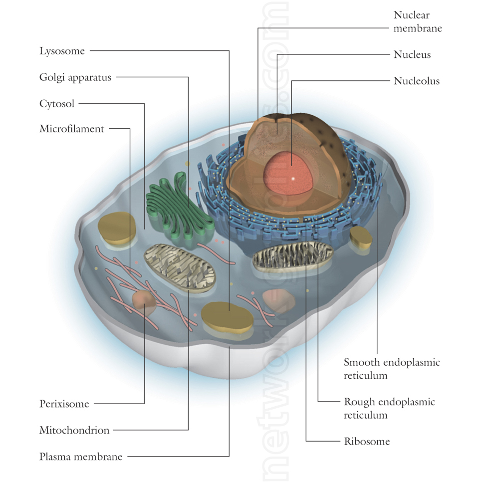 Illustration of an animal cell with labeled organelles, including the nucleus, nucleolus, mitochondrion, rough and smooth endoplasmic reticulum, Golgi apparatus, lysosome, peroxisome, plasma membrane, and microfilaments.