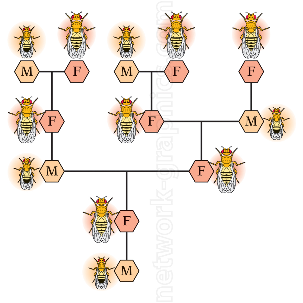 Pedigree diagram of fruit flies showing male and female flies with generational links illustrating genetic inheritance.