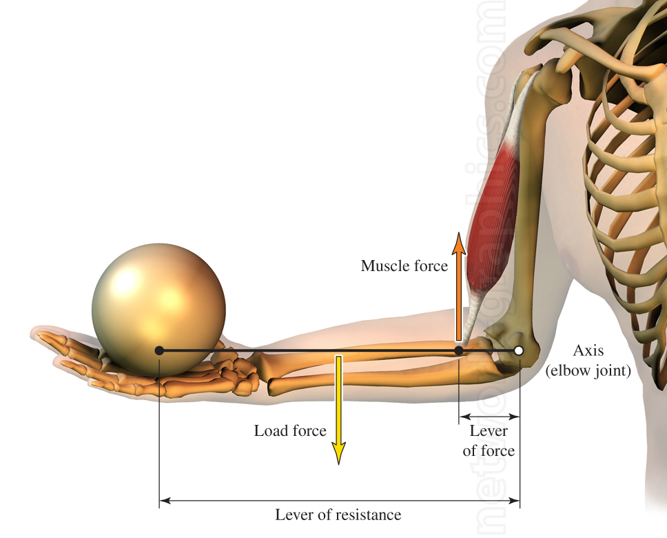 Diagram of a human arm demonstrating a third-class lever, with labeled components including the elbow joint as the fulcrum, muscle force applied by the biceps, load force due to a spherical weight, and the distances representing the lever of force and resistance.