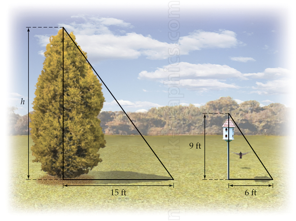 Illustration showing a tree and a birdhouse with their shadows, demonstrating how to use similar triangles to estimate the height of the tree based on the known height and shadow length of the birdhouse and the shadow length of the tree.