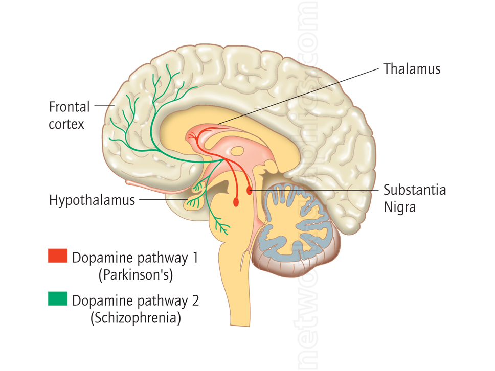 Cross section of the human brain showing dopamine pathways. Dopamine pathway 1 (Parkinson’s) is marked in red, and dopamine pathway 2 (schizophrenia) is marked in green. Labeled brain structures include the frontal cortex, thalamus, hypothalamus, and substantia nigra.