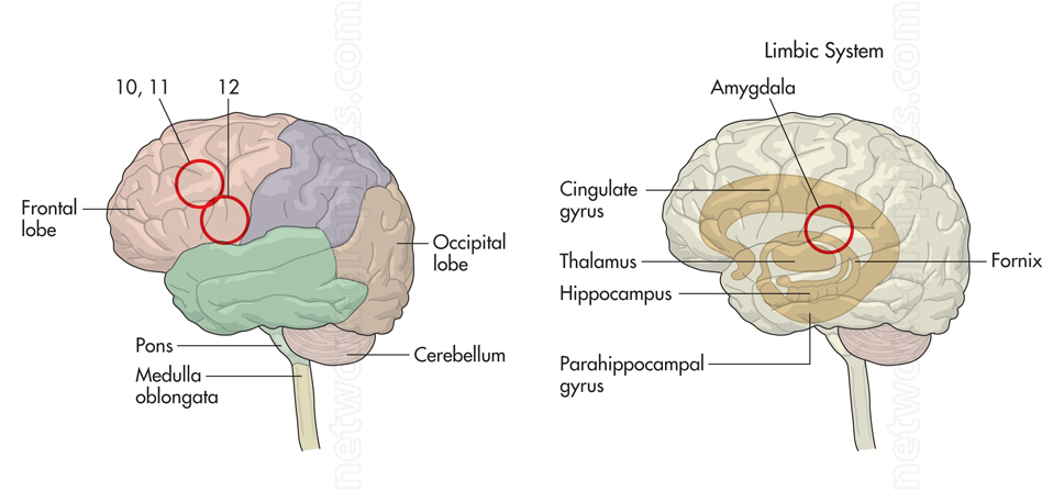 Illustration of the brain showing cerebral lobes, brainstem structures, and the limbic system with labels for the amygdala, hippocampus, thalamus, and fornix.