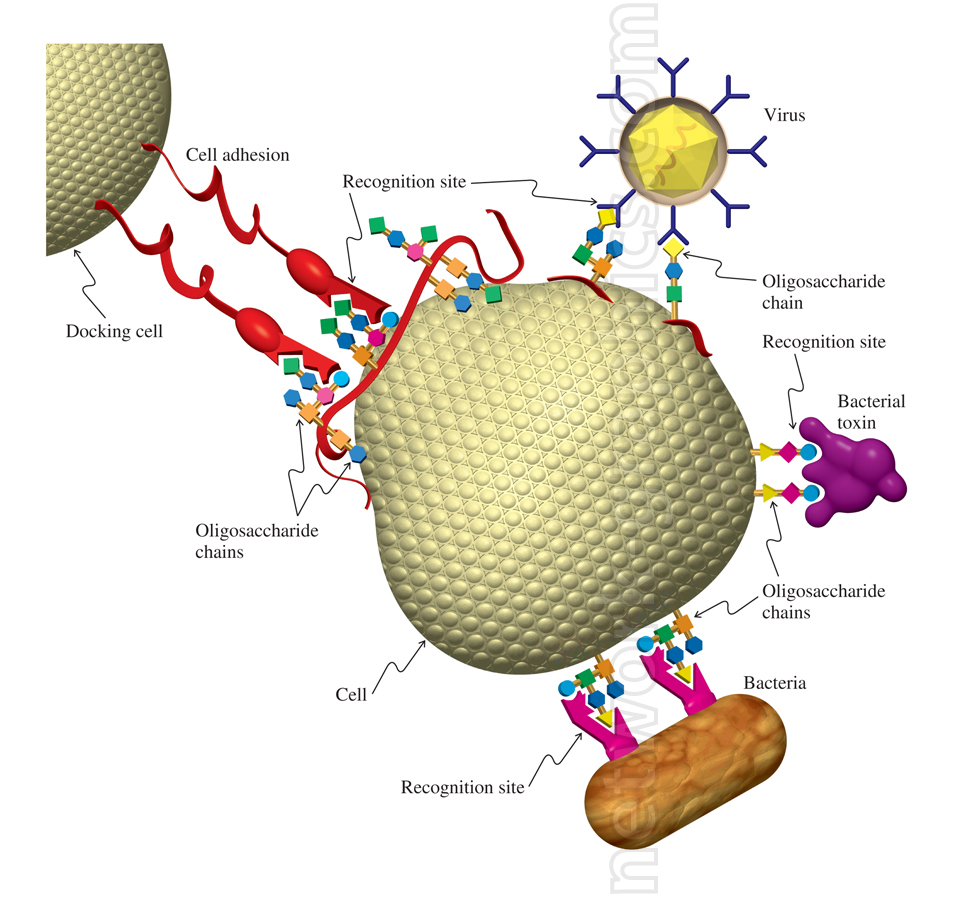 Illustration of cell adhesion and molecular recognition, showing a cell interacting with viruses, bacterial toxins, and bacteria via oligosaccharide chains at recognition sites. Red cell adhesion molecules connect the cell to a docking cell.