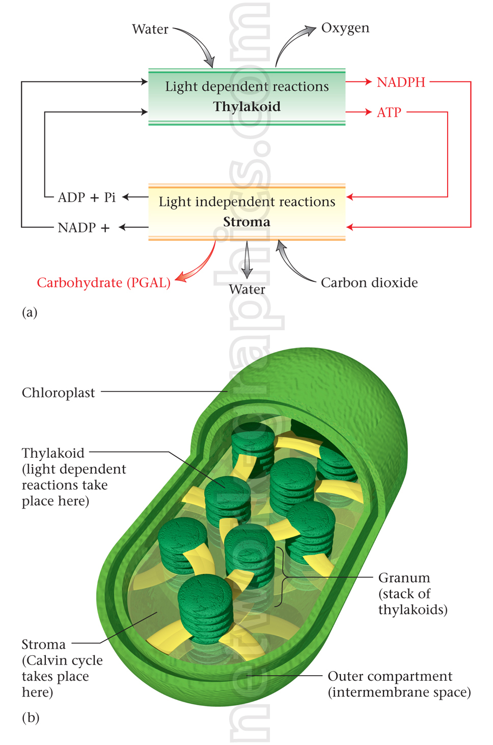 Illustration showing photosynthesis in a chloroplast. The diagram highlights light-dependent reactions in the thylakoid producing oxygen, NADPH, and ATP, and the Calvin cycle in the stroma converting carbon dioxide into carbohydrates (PGAL).