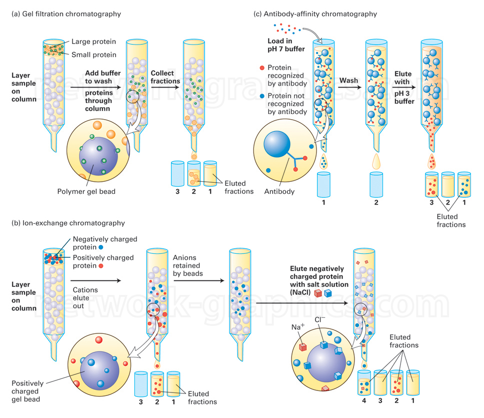 Illustration of gel filtration, ion-exchange, and antibody-affinity chromatography processes, showing protein separation based on size, charge, and antibody interaction.