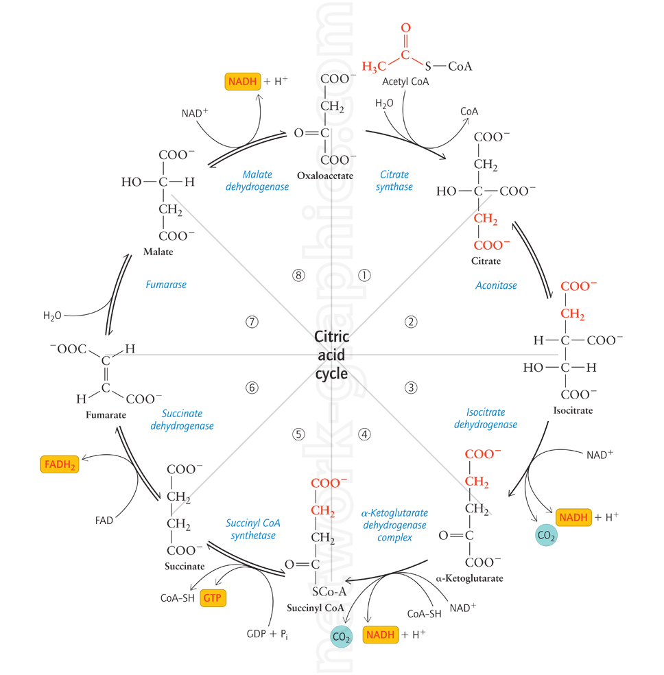 Diagram of the citric acid cycle (Krebs cycle), showing acetyl-CoA entering the cycle, enzyme steps, and the production of NADH, FADH2, GTP, and CO2.