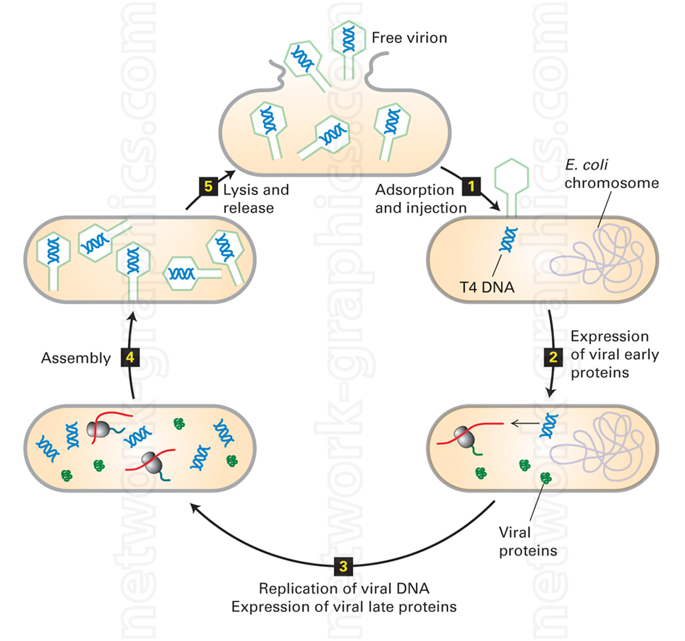 Illustration of the lytic cycle showing T4 bacteriophage infecting E. coli, with viral DNA injection, protein synthesis, replication, assembly, and host cell lysis to release new virions.