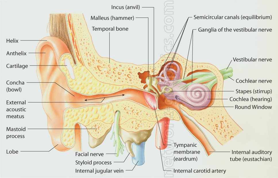 Detailed color illustration of the human ear anatomy showing a cross-sectional view with labeled parts including the outer ear (Helix, Concha), middle ear (Malleus, Incus, Tympanic membrane), and inner ear (Cochlea, Vestibular nerve, Semicircular canals), as well as surrounding nerves and arteries.