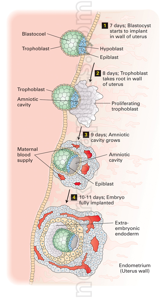 Illustration showing the implantation of a blastocyst into the uterus wall, with labels for the blastocoel, trophoblast, epiblast, hypoblast, amniotic cavity, maternal blood supply, extra-embryonic endoderm, and endometrium.