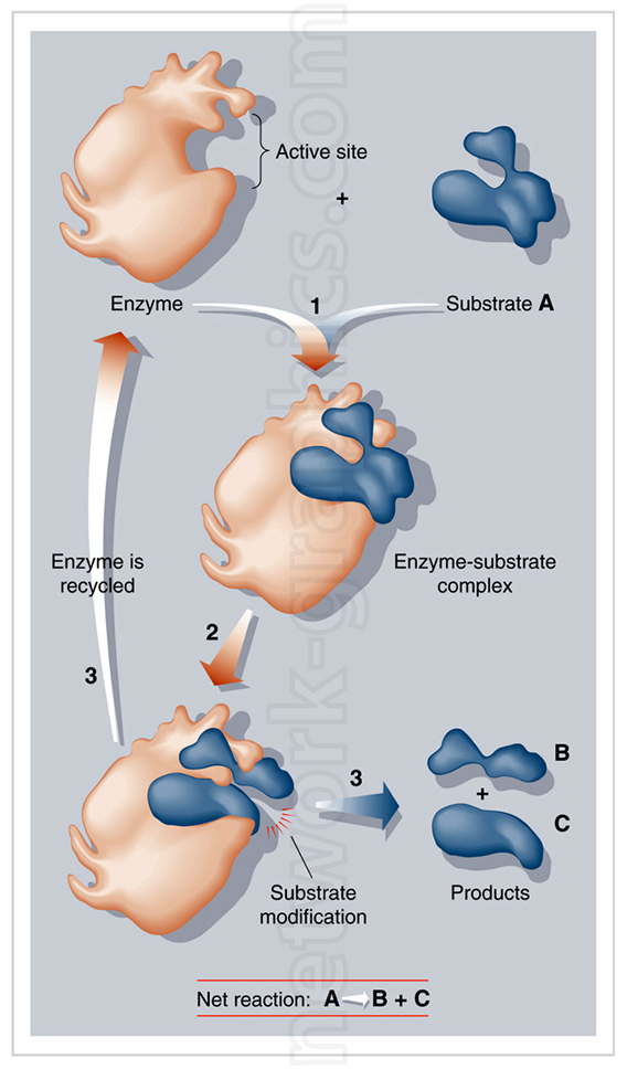 Illustration showing enzyme mechanism with substrate binding, enzyme-substrate complex formation, substrate modification, and product release.