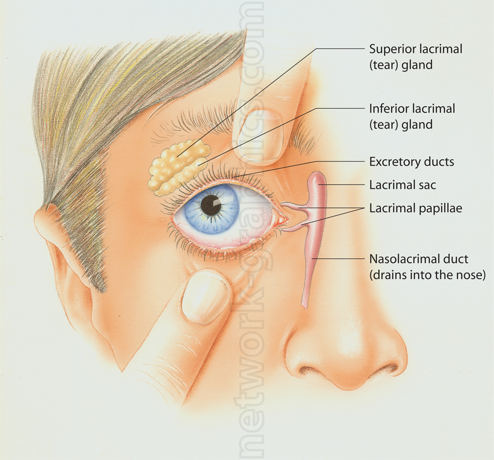 Detailed anatomical illustration of the human eye showing tear production and drainage system, including superior and inferior lacrimal (tear) glands, excretory ducts, lacrimal sac, lacrimal papillae, and nasolacrimal duct, which drains into the nose.