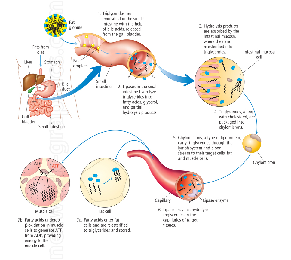 Illustration of fat digestion and metabolism showing triglycerides broken down in the small intestine, absorbed by intestinal mucosa cells, transported as chylomicrons, and stored in fat cells or used for energy in muscle cells.