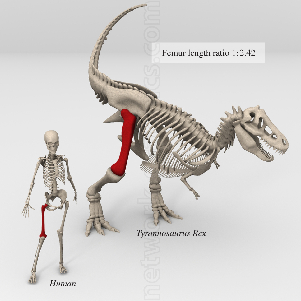 Skeletal comparison of a human and Tyrannosaurus Rex, showing femur lengths in red, with a ratio of 1:2.42.