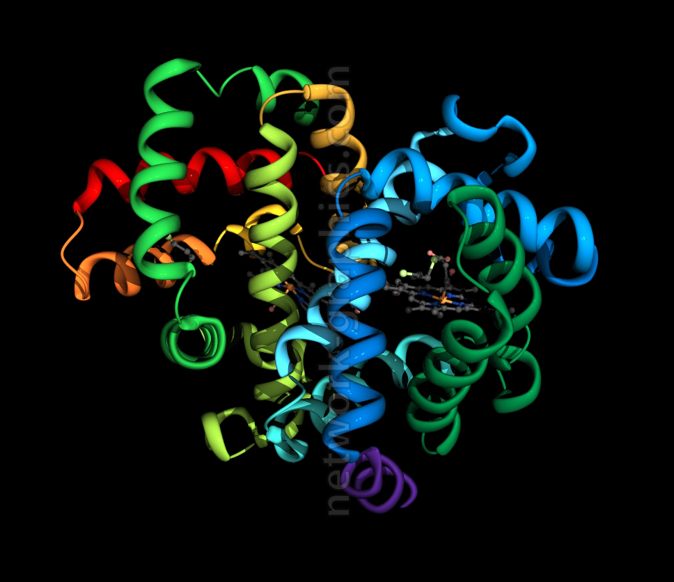 3D molecular model of hemoglobin showing colorful alpha helices and beta sheets with a heme group in the center, responsible for oxygen binding.