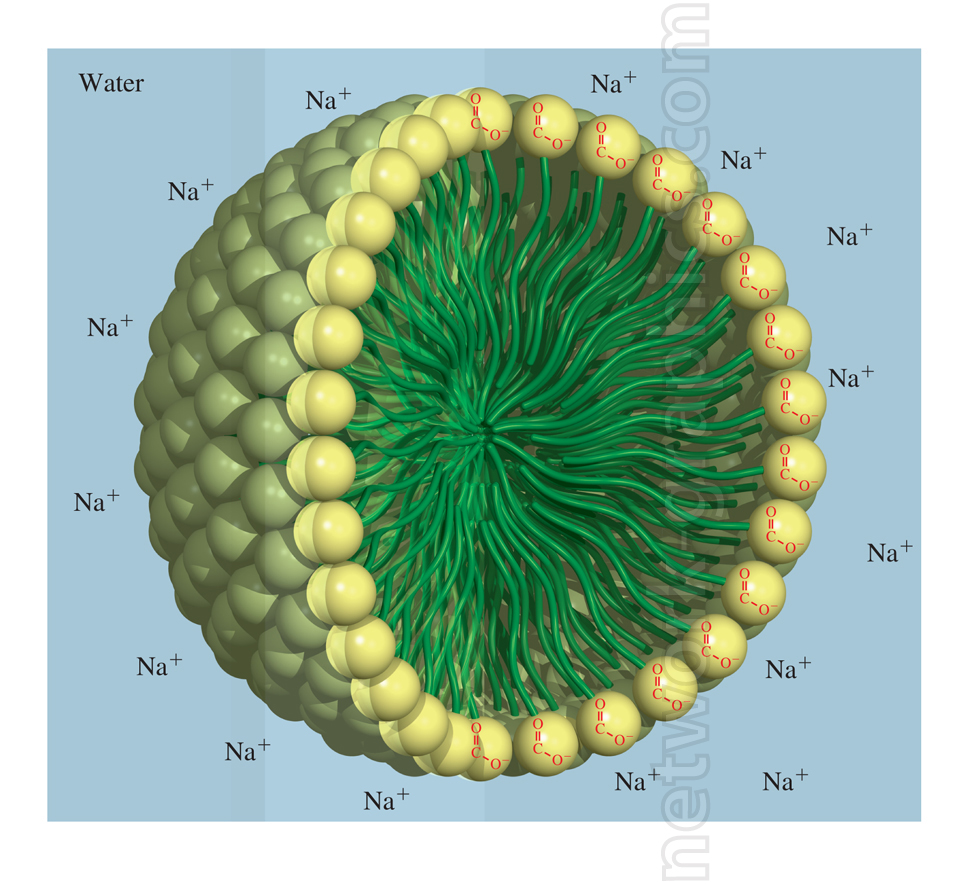 Scientific illustration of micelle formation in an aqueous solution, showing amphipathic molecules with hydrophilic heads interacting with water and sodium ions (Na⁺), while hydrophobic tails are oriented inward. The image highlights the structure and function of micelles, important in biological systems, fat digestion, and surfactant action.