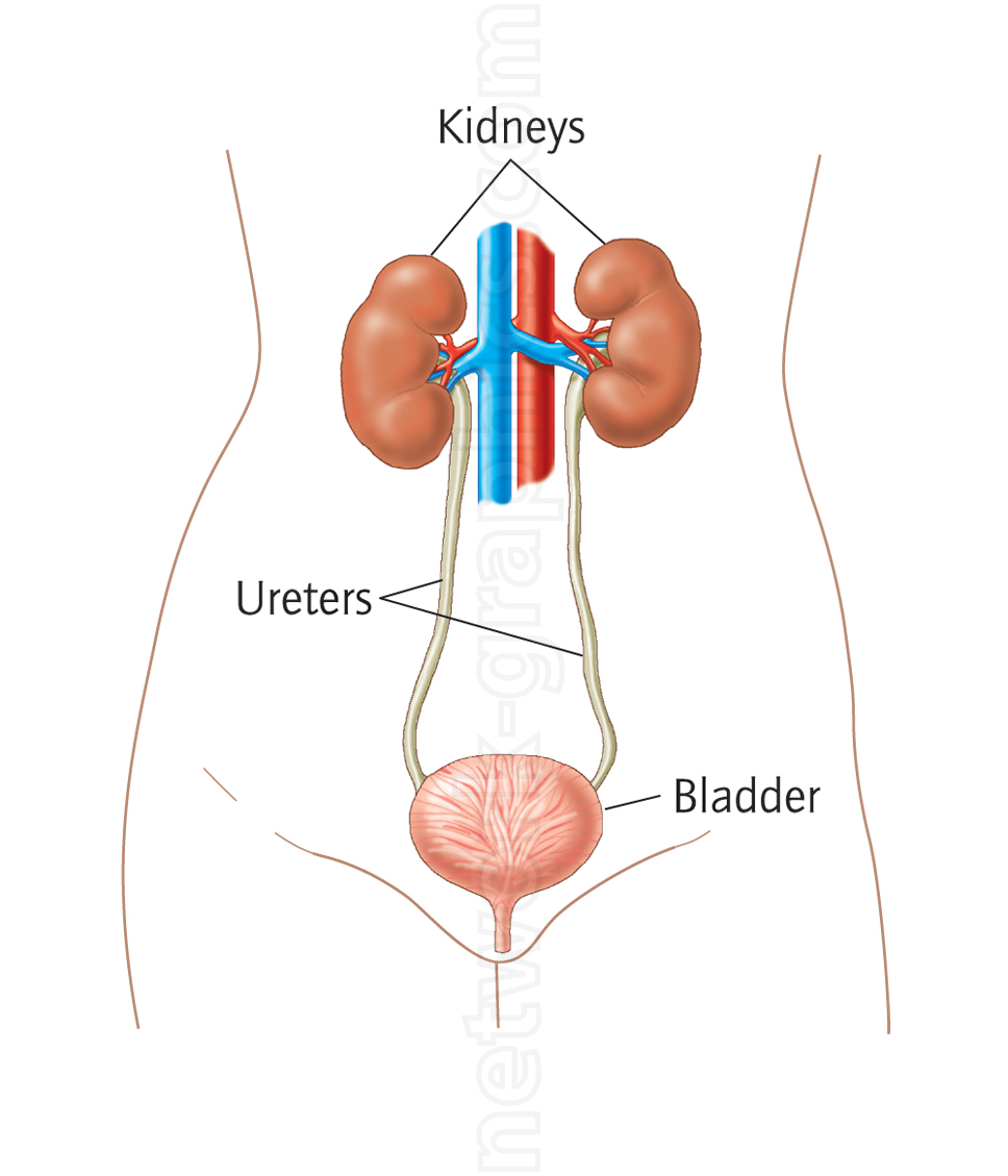 Anatomical reveal of a female torso displaying the kidneys, ureters, and bladder. The kidneys are shown in the upper abdomen, with the ureters extending downward to the bladder. The blue and red blood vessels highlight the vascular connections to the kidneys, while the ureters are visualized transporting urine to the bladder.