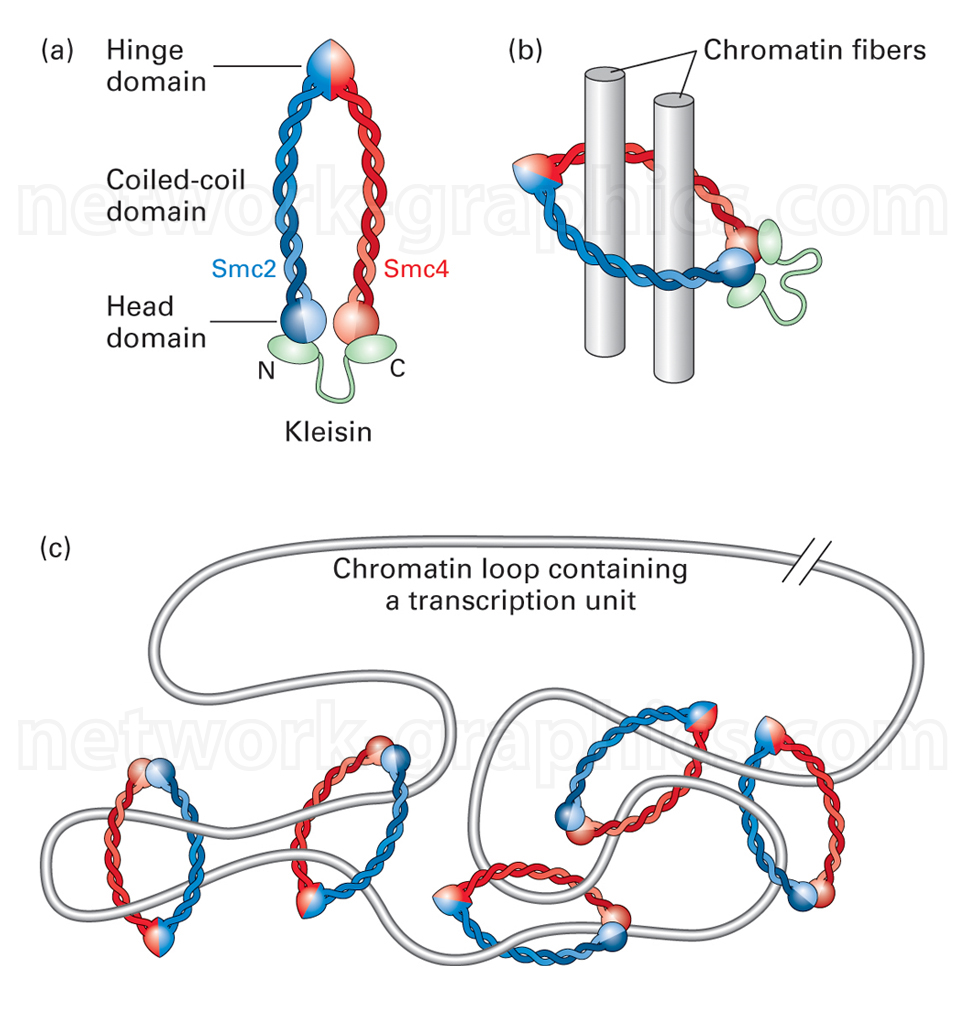 Illustration of the cohesin complex showing Smc2, Smc4, and kleisin structure, with chromatin loop formation and transcription units.