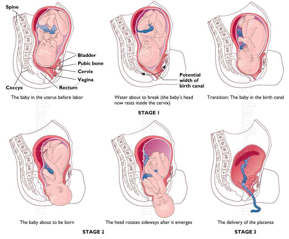 Illustration of the stages of labor and delivery showing the baby moving from the uterus into the birth canal, followed by the delivery of the baby and placenta.