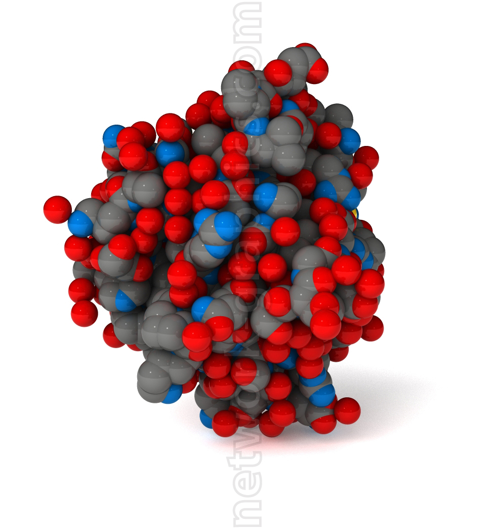 Surface model of lamin A protein showing its compact 3D structure with atoms in various colors representing carbon, oxygen, hydrogen, and nitrogen.