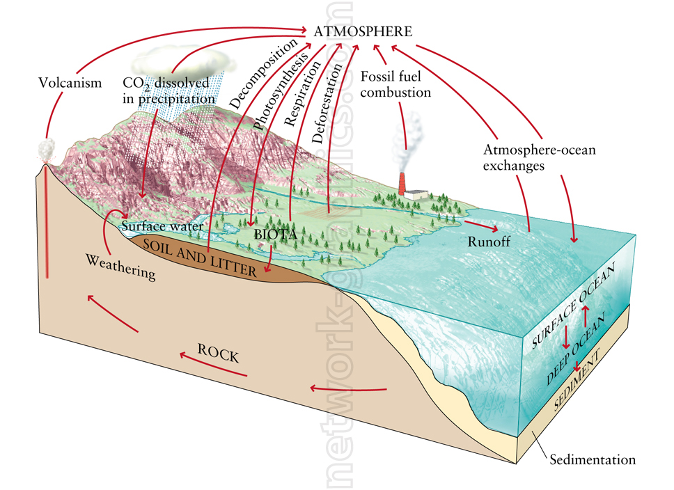 Diagram of the carbon cycle showing carbon exchanges between the atmosphere, oceans, biosphere, and lithosphere, with processes such as volcanism, photosynthesis, fossil fuel combustion, and weathering labeled.