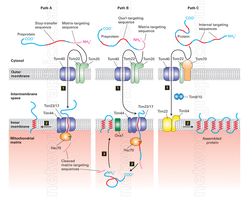 Illustration of mitochondrial protein import pathways showing TOM and TIM complexes, Oxa1 targeting, and the transport of proteins with matrix-targeting and stop-transfer sequences.