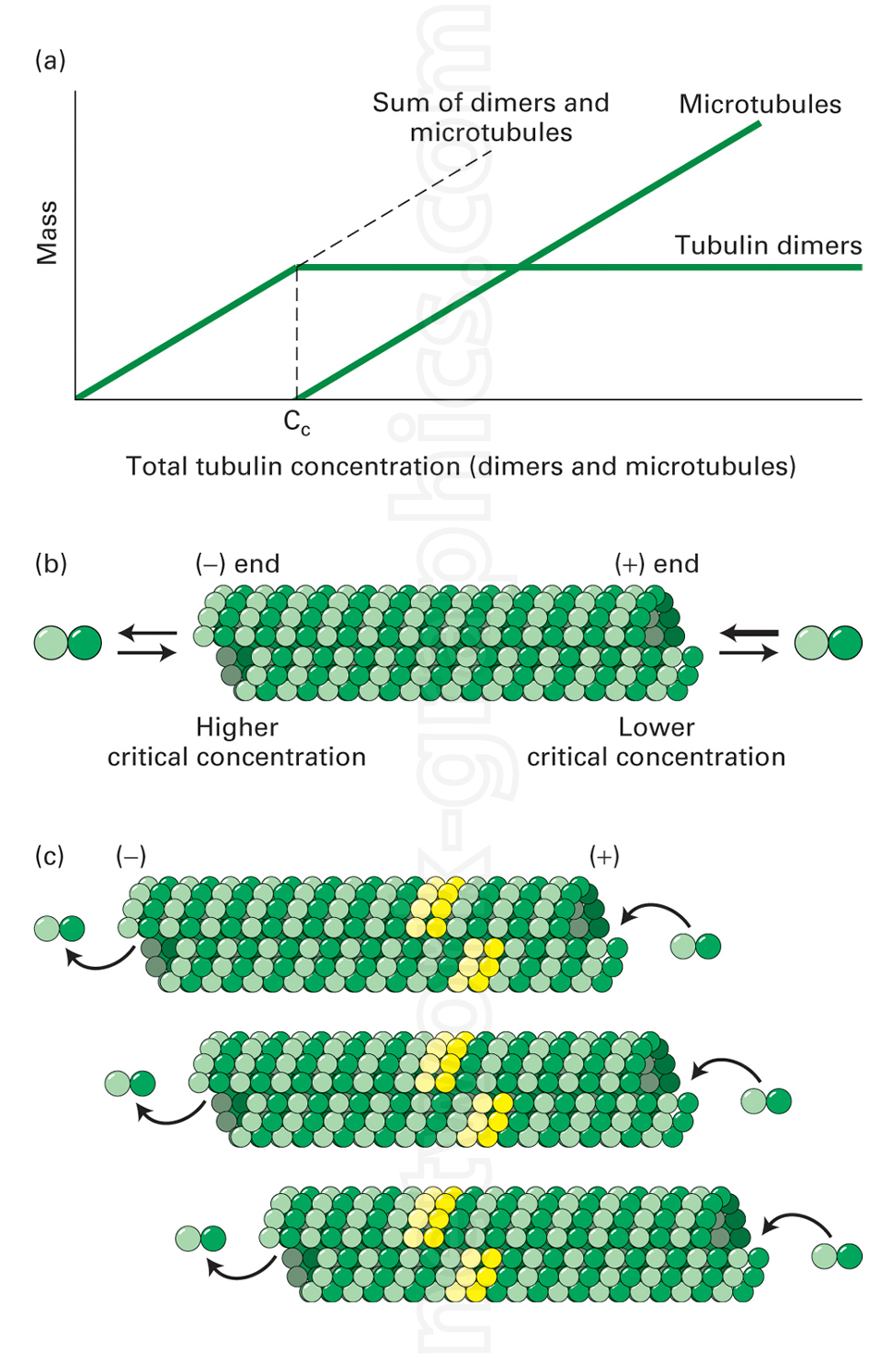 Illustration of microtubule dynamics showing tubulin polymerization, critical concentration, and treadmilling. Includes a graph of tubulin concentration, microtubule growth at (+) and (–) ends, and the reversible addition and loss of tubulin dimers.