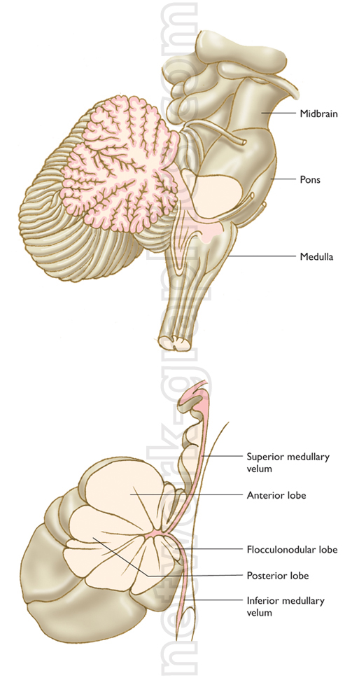 Illustration of the cerebellum and brainstem showing the midbrain, pons, medulla, anterior lobe, posterior lobe, flocculonodular lobe, and medullary velum.