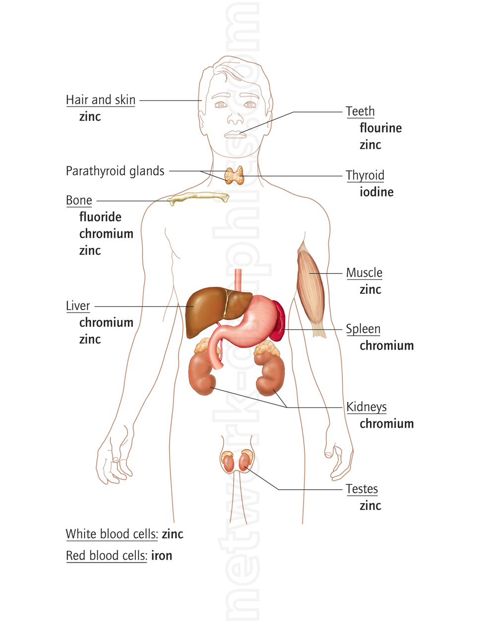 Illustration of mineral distribution in the human body showing zinc in hair, skin, muscles, and testes; iron in red blood cells; fluoride and zinc in teeth; iodine in the thyroid gland; and chromium in the liver, kidneys, and spleen.