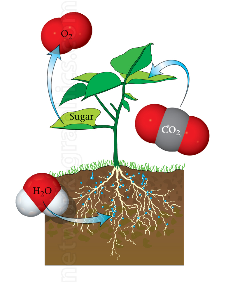 Illustration of photosynthesis showing water absorption by roots, carbon dioxide entering leaves, oxygen release, and sugar production through light-driven processes in a plant.