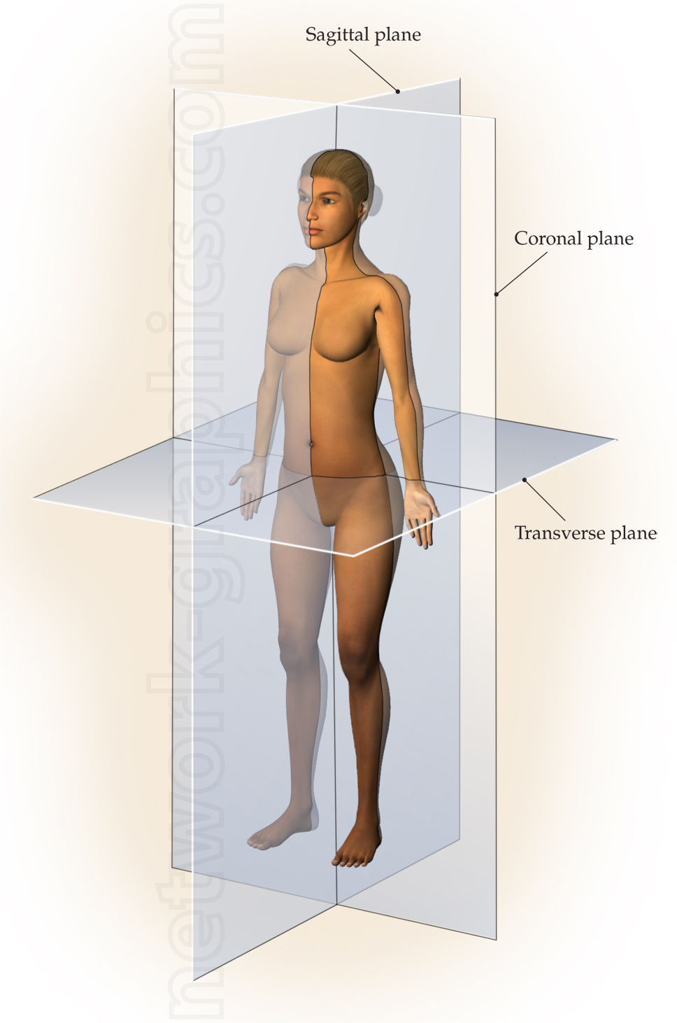 Diagram of a female figure intersected by the sagittal, coronal, and transverse anatomical planes, which divide the body into left/right, front/back, and upper/lower sections respectively.