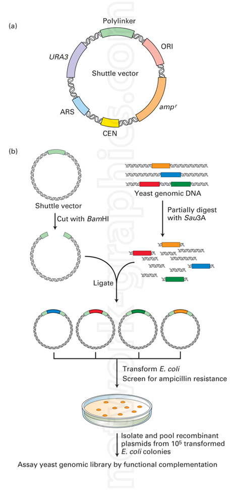 Illustration of the shuttle vector cloning process, showing vector digestion, DNA ligation, transformation into E. coli, and construction of a yeast genomic library.