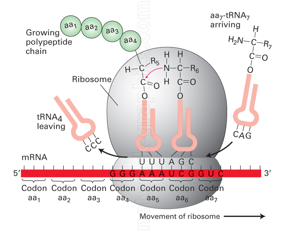 Illustration of the cohesin complex showing Smc2, Smc4, and kleisin structure, with chromatin loop formation and transcription units.