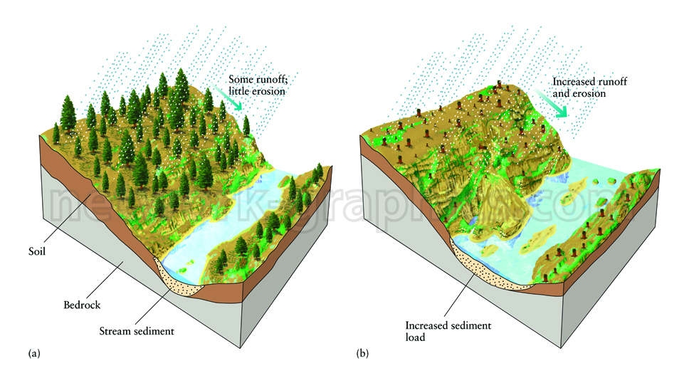 Illustration showing a forested area with minimal runoff and erosion on the left and a deforested area with increased runoff, erosion, and sediment load on the right.