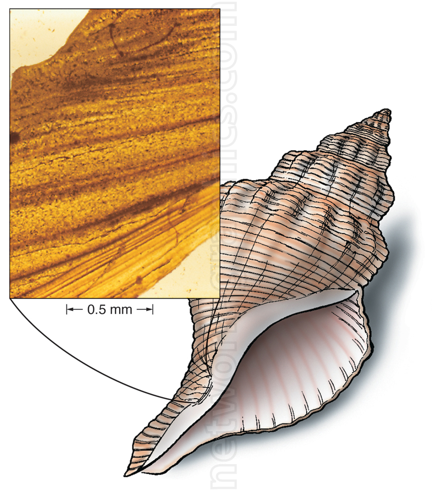 Illustration of a seashell with a magnified view of microscopic layers showing calcium carbonate deposition, growth rings, and a 0.5 mm scale bar.