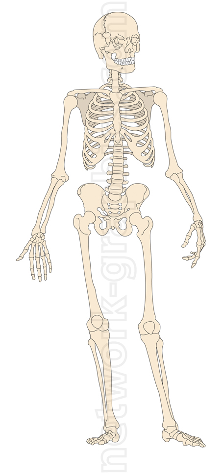 Anatomical illustration of the human skeleton showing major bones including the skull, ribcage, spine, pelvis, arms, and legs.