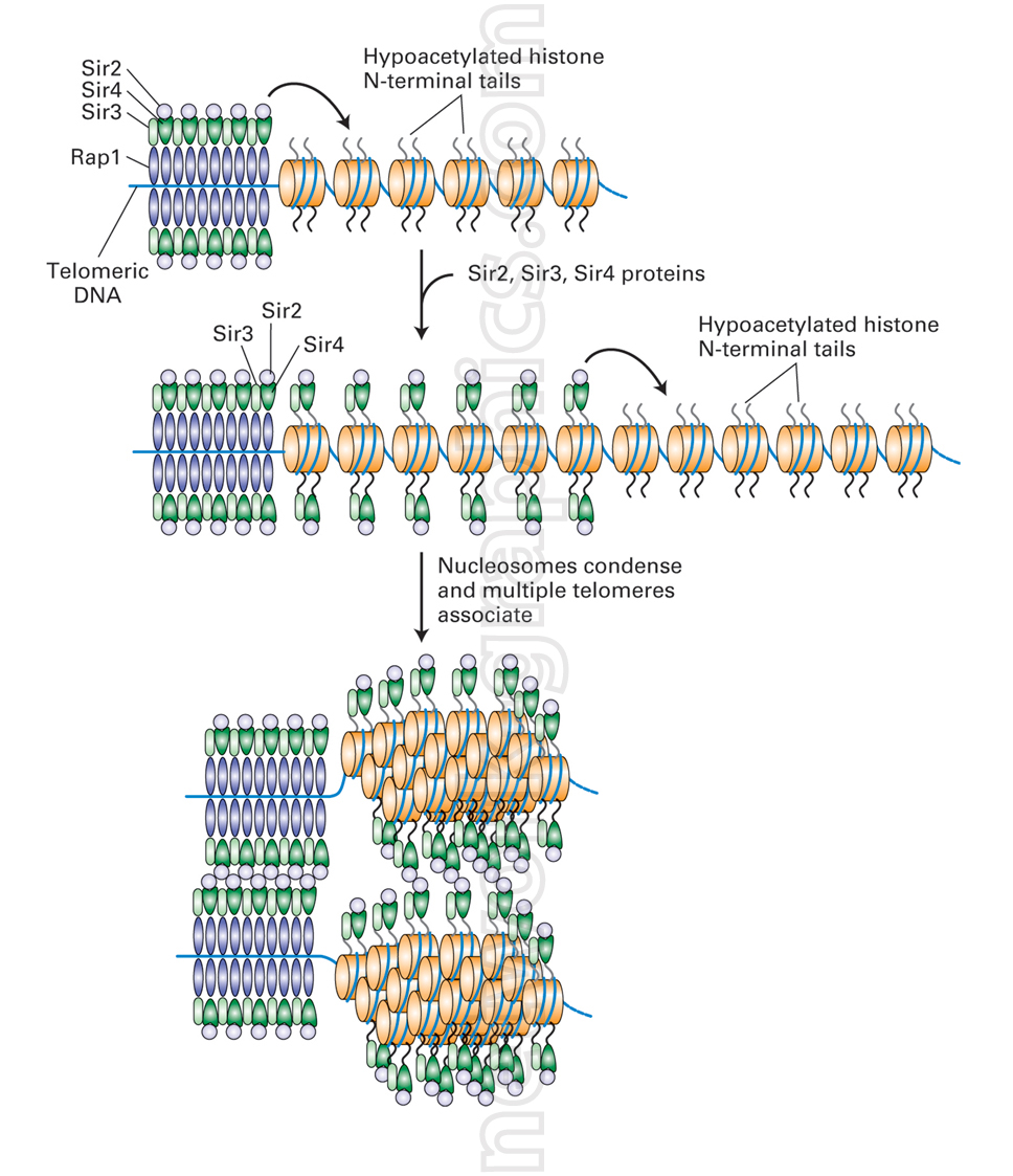 Illustration of telomeric DNA showing Rap1 binding to telomeric sequences, with Sir2, Sir3, and Sir4 proteins interacting with hypoacetylated histone tails to condense nucleosomes and associate multiple telomeres.