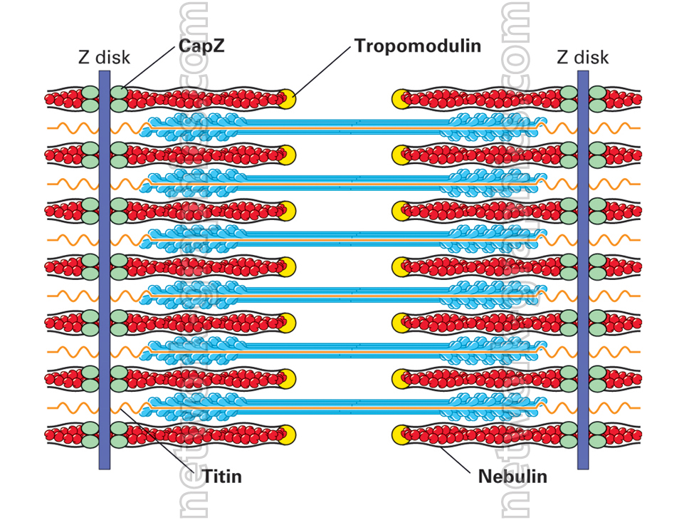 Illustration of sarcomere structure showing Z disks, actin and myosin filaments, CapZ, tropomodulin, titin, and nebulin, with labeled regions highlighting the sliding filament mechanism involved in muscle contraction.