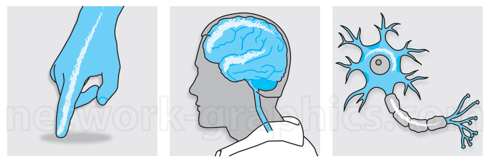 Three-panel illustration showing a hand touching a surface, the brain processing sensory input, and a neuron structure, demonstrating the neural response pathway from stimulus detection to brain processing and neuronal communication.